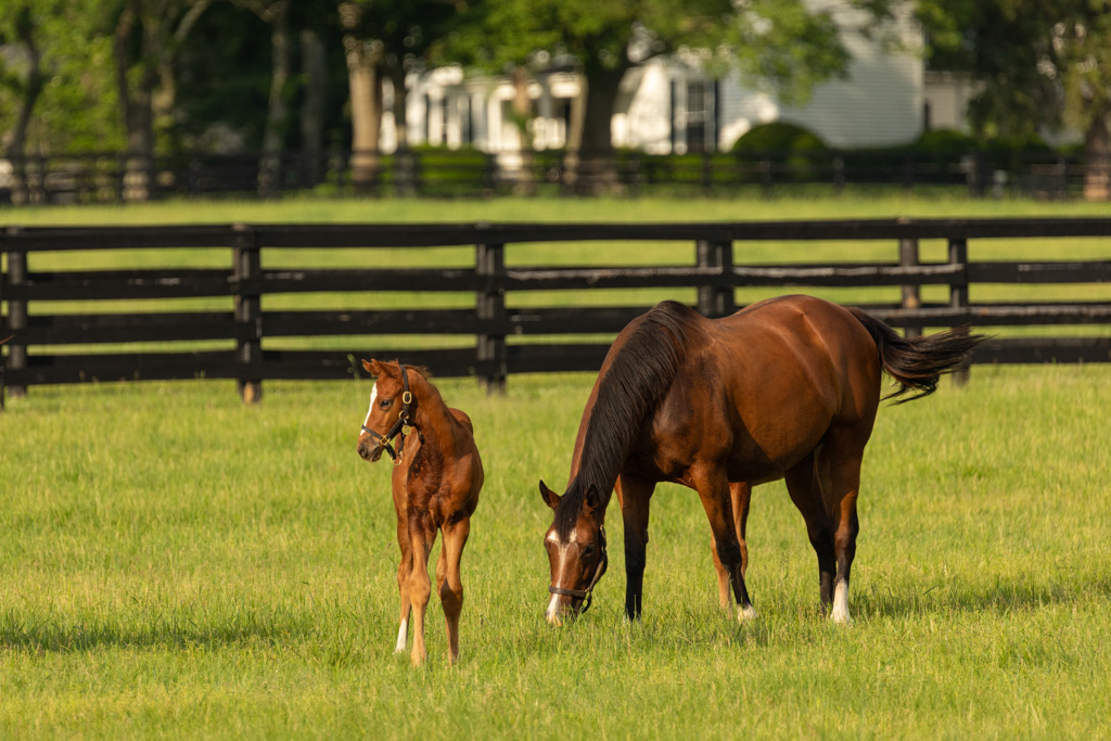 A mare and foal standing in a green field with a 4 plank, black fence and home in the background.  The mare is down eating grass and the foal is looking off to the left.