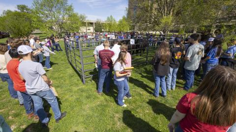 Field Day participants judge cattle